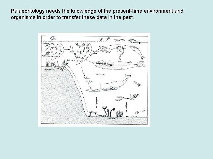 Palaeontology needs the knowledge of the present-time environment and organisms in order to transfer