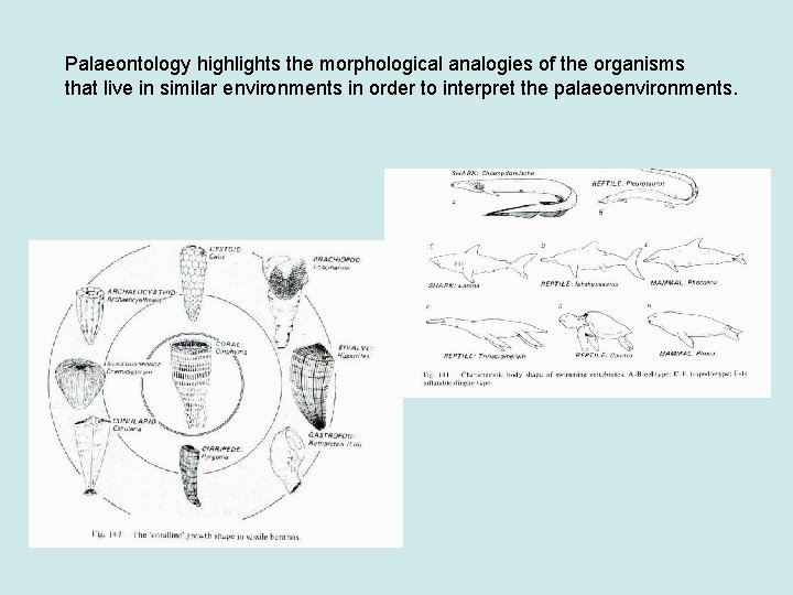 Palaeontology highlights the morphological analogies of the organisms that live in similar environments in