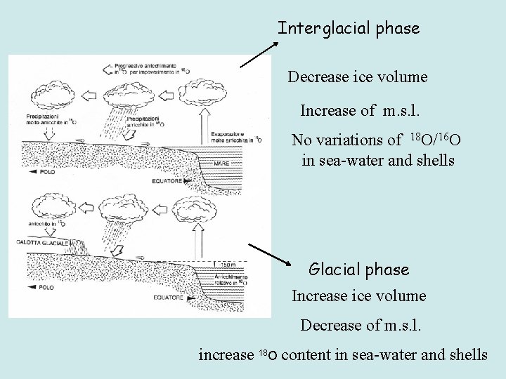 Interglacial phase Decrease ice volume Increase of m. s. l. No variations of 18