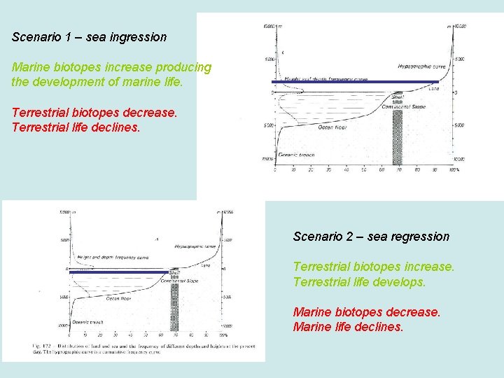 Scenario 1 – sea ingression Marine biotopes increase producing the development of marine life.