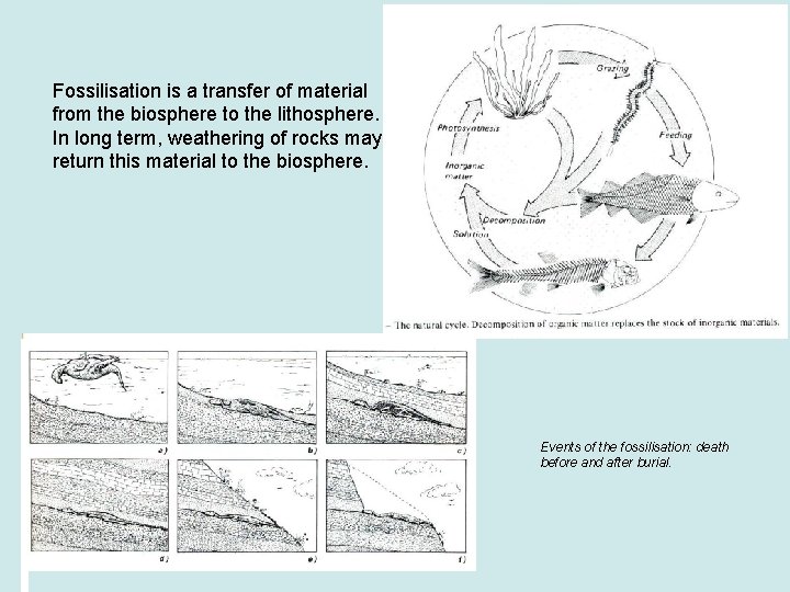 Fossilisation is a transfer of material from the biosphere to the lithosphere. In long