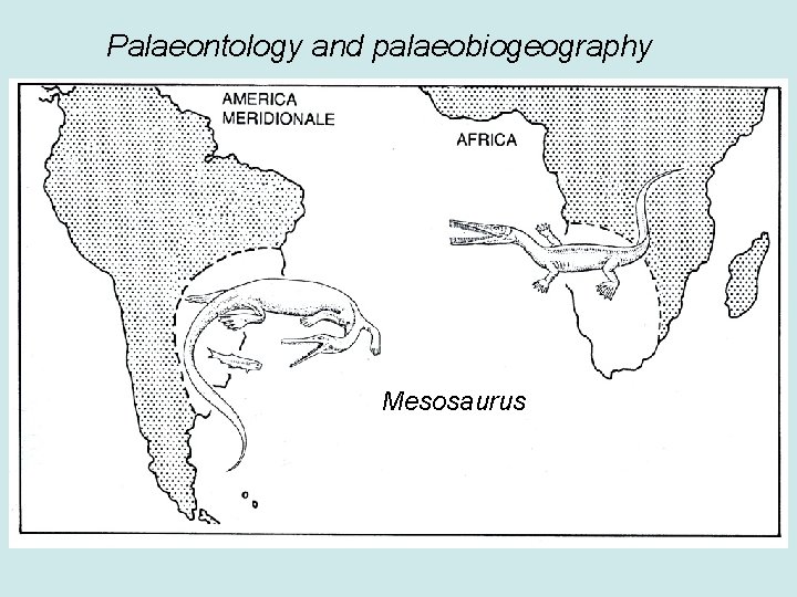Palaeontology and palaeobiogeography Mesosaurus 