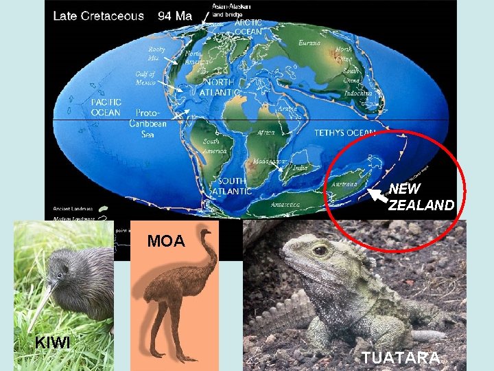 NEW ZEALAND MOA KIWI TUATARA 