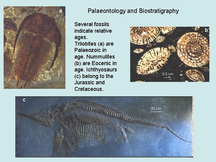 a 1 cm Palaeontology and Biostratigraphy Several fossils indicate relative ages. Trilobites (a) are