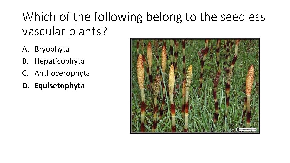 Which of the following belong to the seedless vascular plants? A. B. C. D.