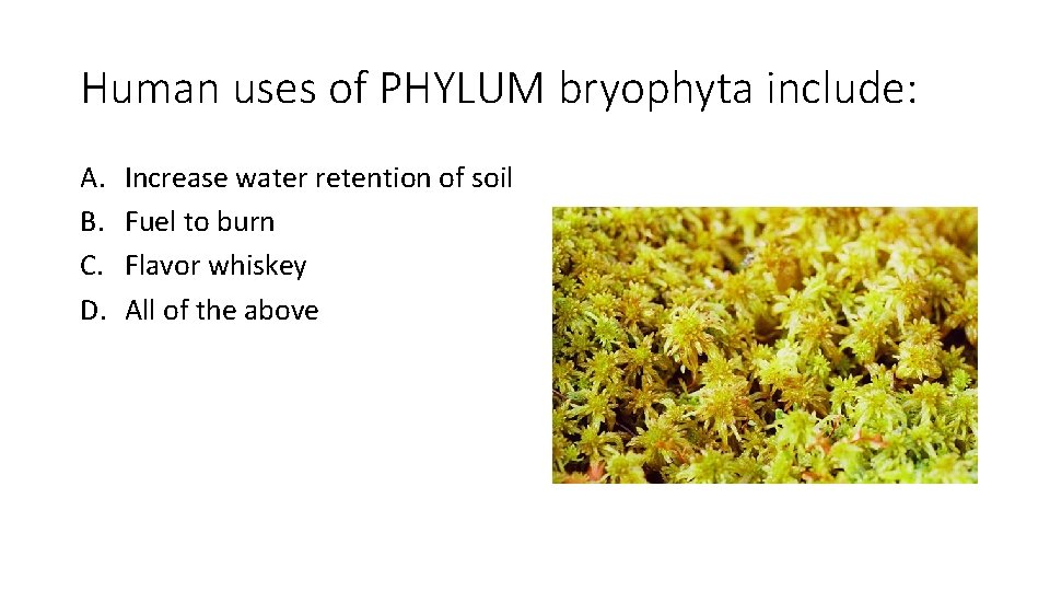 Human uses of PHYLUM bryophyta include: A. B. C. D. Increase water retention of