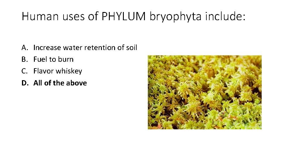 Human uses of PHYLUM bryophyta include: A. B. C. D. Increase water retention of