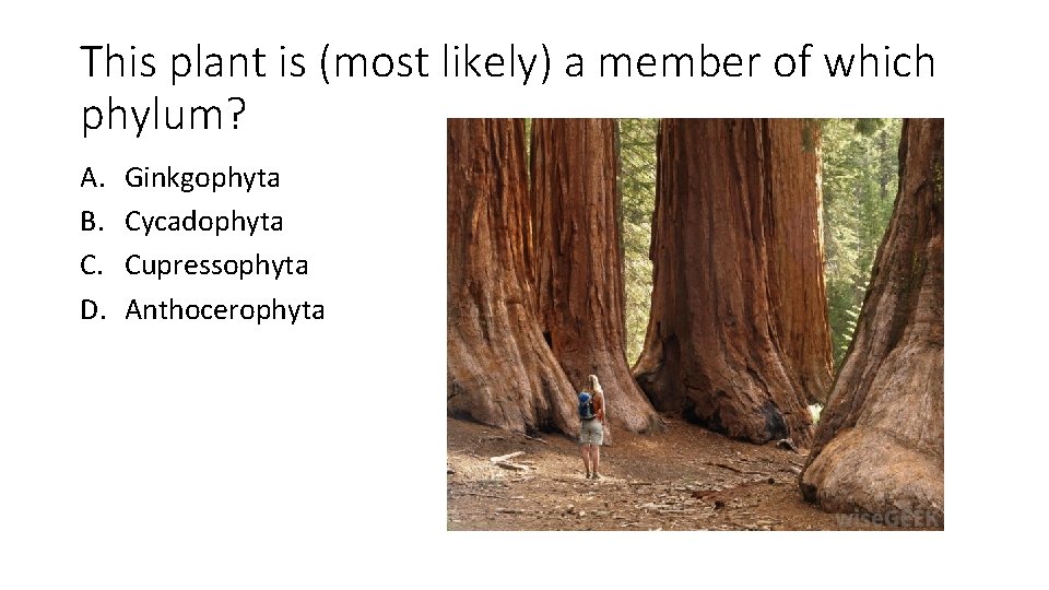 This plant is (most likely) a member of which phylum? A. B. C. D.