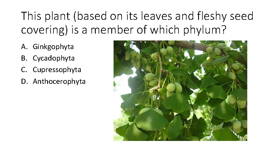 This plant (based on its leaves and fleshy seed covering) is a member of