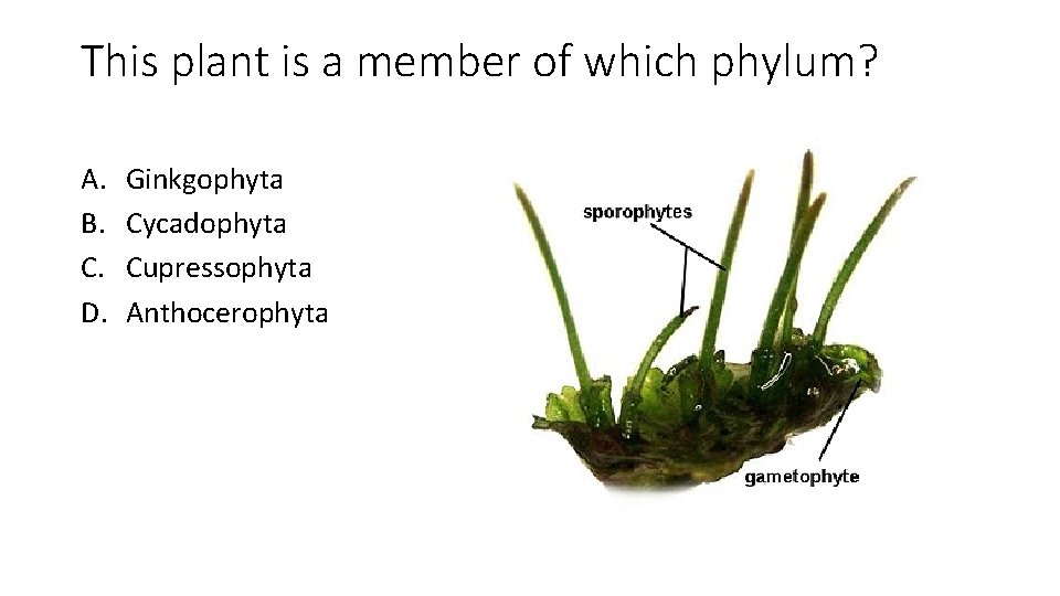 This plant is a member of which phylum? A. B. C. D. Ginkgophyta Cycadophyta