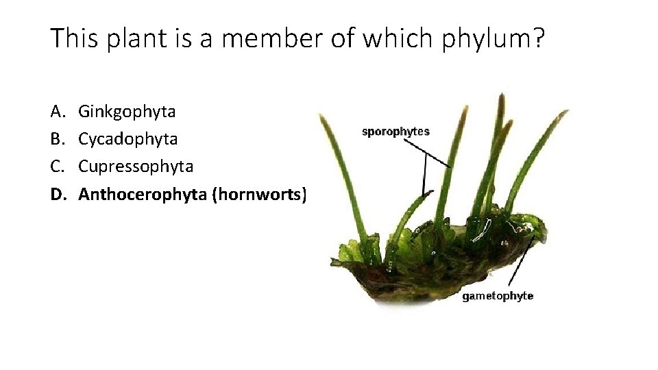 This plant is a member of which phylum? A. B. C. D. Ginkgophyta Cycadophyta
