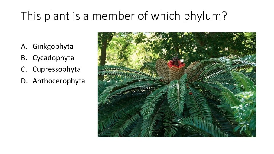 This plant is a member of which phylum? A. B. C. D. Ginkgophyta Cycadophyta