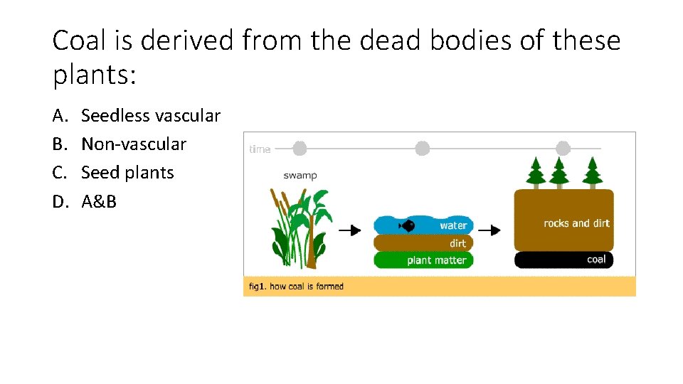 Coal is derived from the dead bodies of these plants: A. B. C. D.