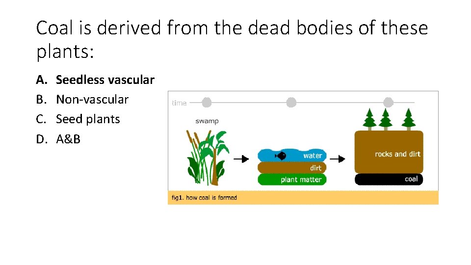 Coal is derived from the dead bodies of these plants: A. B. C. D.