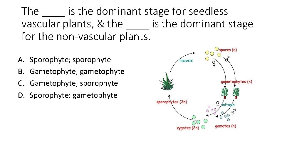 The ____ is the dominant stage for seedless vascular plants, & the ____ is