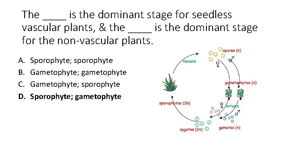 The ____ is the dominant stage for seedless vascular plants, & the ____ is