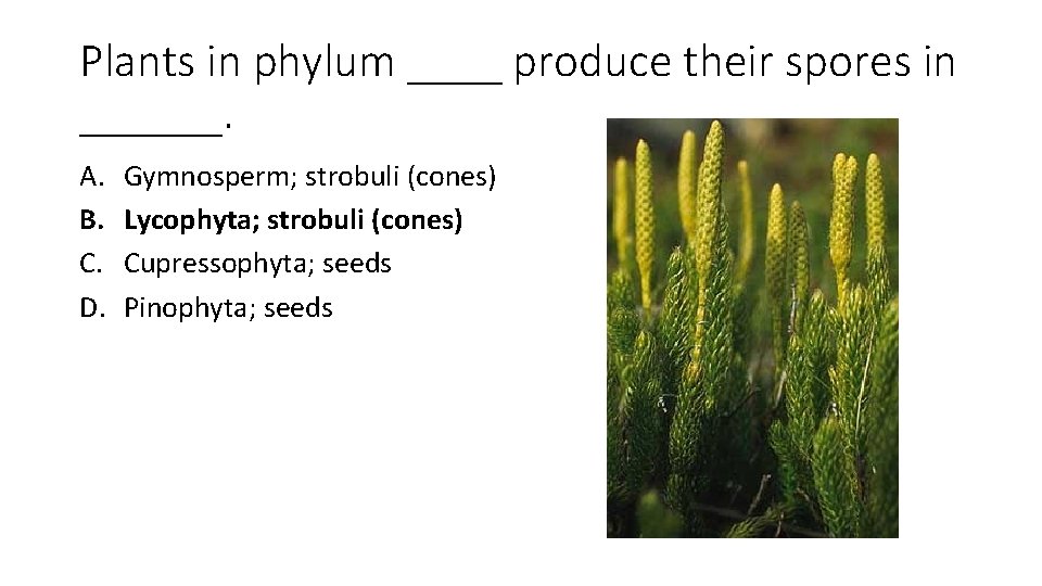 Plants in phylum ____ produce their spores in ______. A. B. C. D. Gymnosperm;