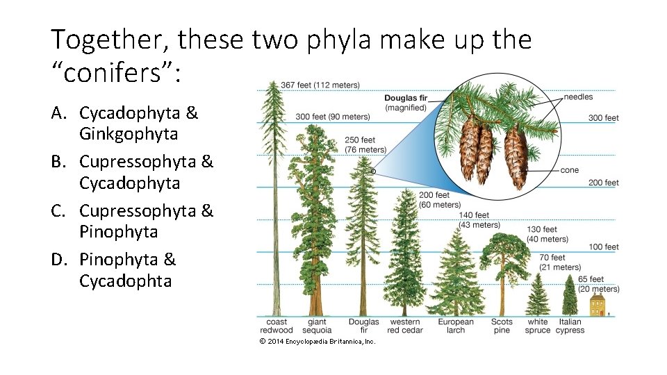 Together, these two phyla make up the “conifers”: A. Cycadophyta & Ginkgophyta B. Cupressophyta