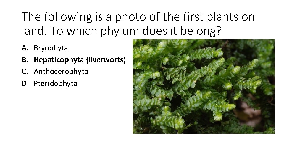 The following is a photo of the first plants on land. To which phylum