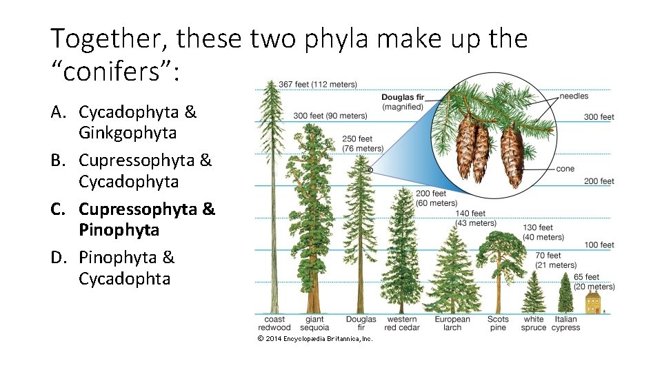 Together, these two phyla make up the “conifers”: A. Cycadophyta & Ginkgophyta B. Cupressophyta