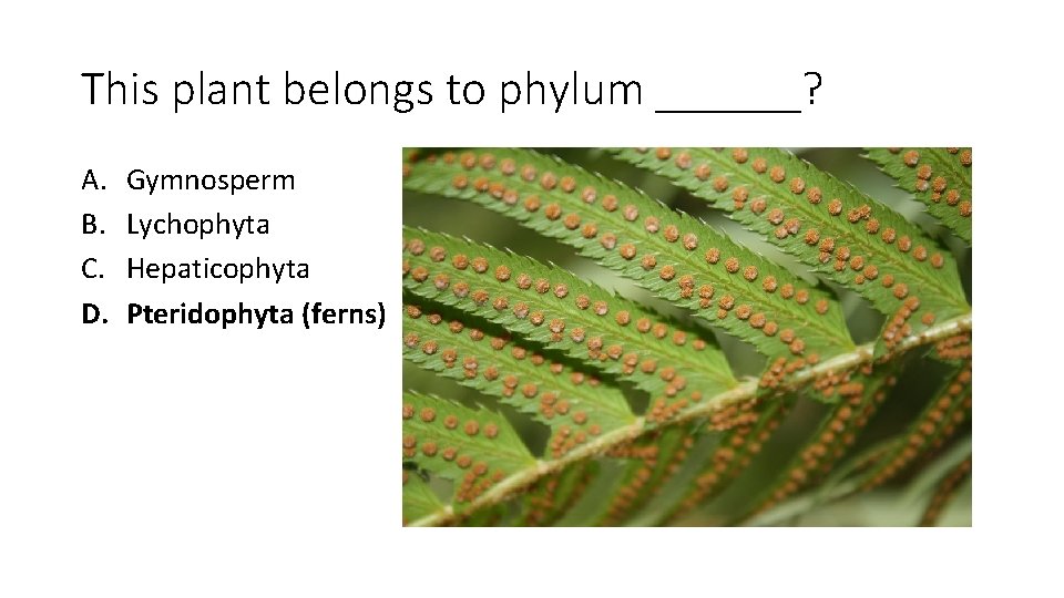 This plant belongs to phylum ______? A. B. C. D. Gymnosperm Lychophyta Hepaticophyta Pteridophyta