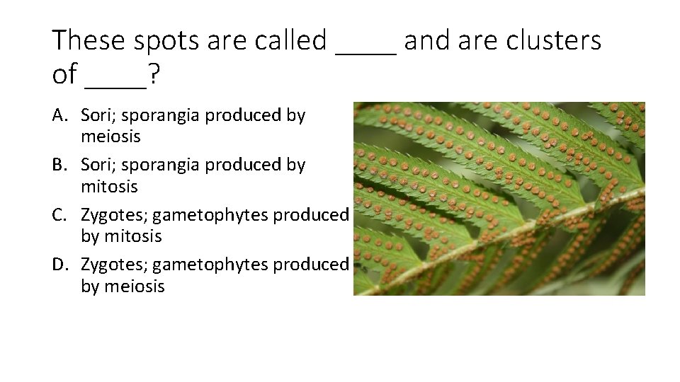 These spots are called ____ and are clusters of ____? A. Sori; sporangia produced