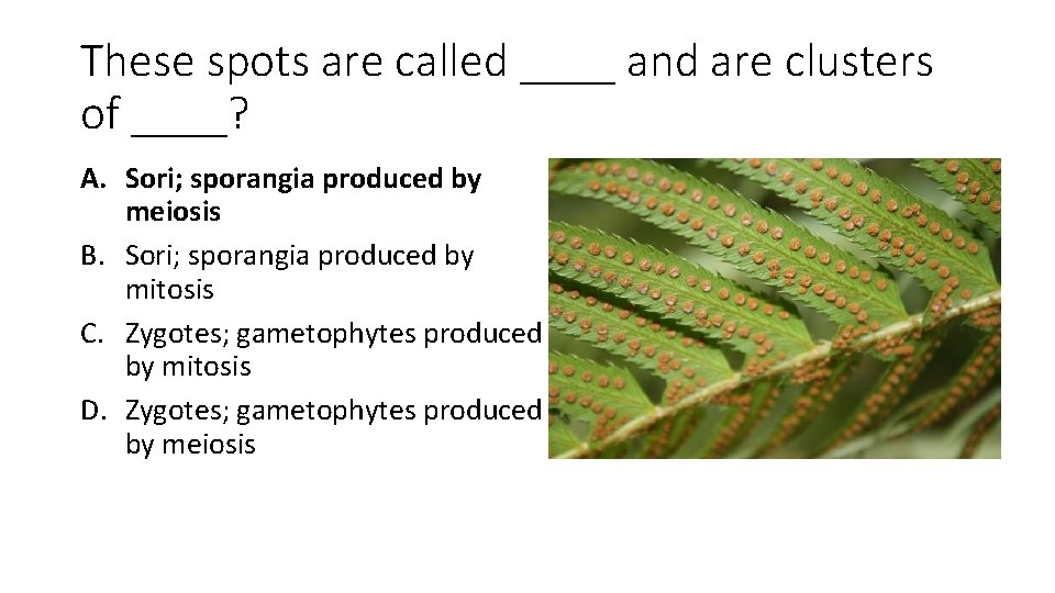 These spots are called ____ and are clusters of ____? A. Sori; sporangia produced