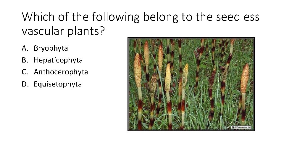 Which of the following belong to the seedless vascular plants? A. B. C. D.
