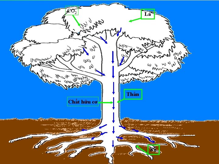 CO 2 Lá Thân Chất hữu cơ Rễ 