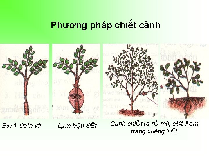 Phương pháp chiết cành Bóc 1 ®o¹n vá Lµm bÇu ®Êt Cµnh chiÕt ra