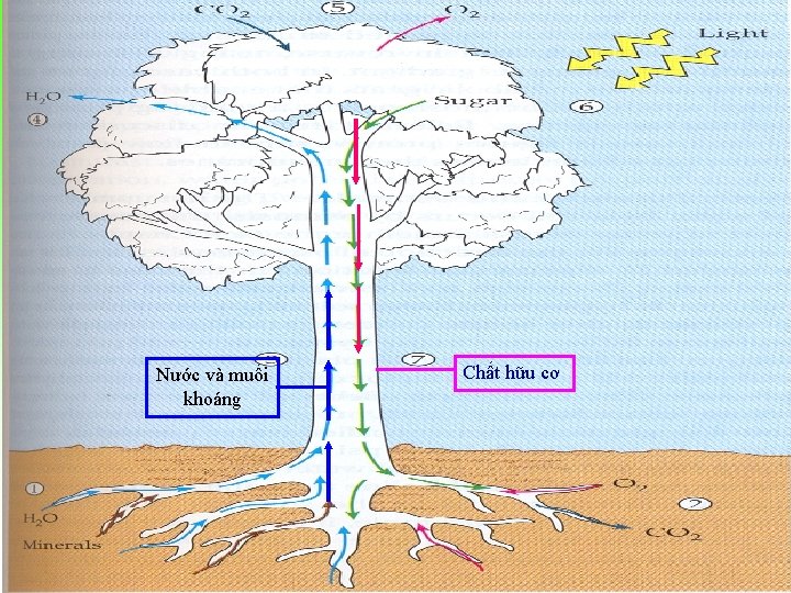 Nước và muối khoáng Chất hữu cơ 