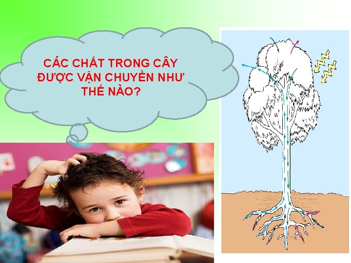 CÁC CHẤT TRONG C Y ĐƯỢC VẬN CHUYỂN NHƯ THẾ NÀO? 