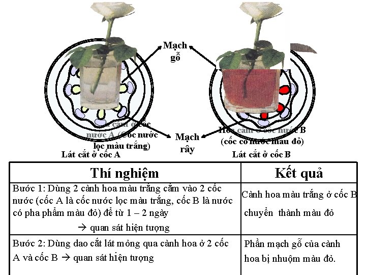 Mạch gỗ Hoa cắm ở cốc nước A (Cốc nước lọc màu trắng) Lát