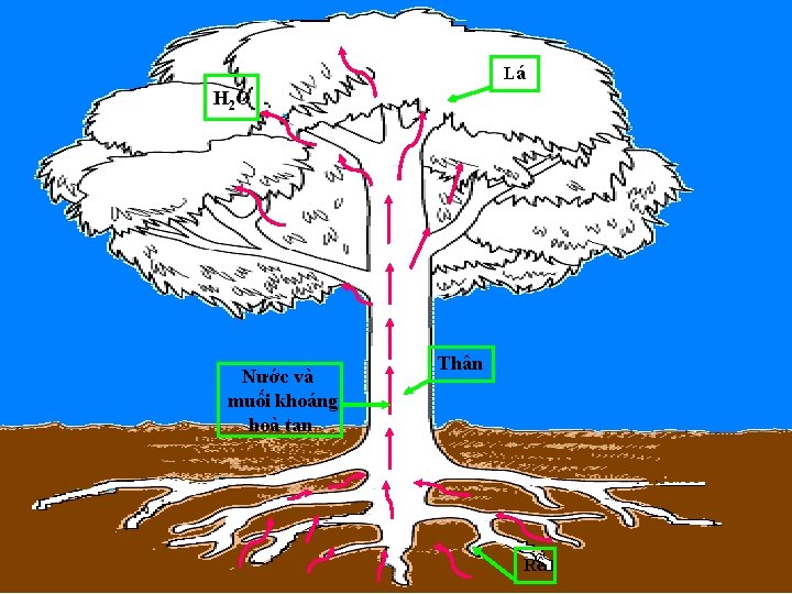 Lá H 2 O Nước và muối khoáng hoà tan Thân Rễ 