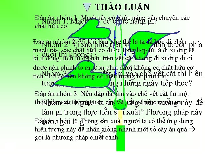 THẢO LUẬN Đáp án nhóm 1: Mạch rây có chức năng vận chuyển các