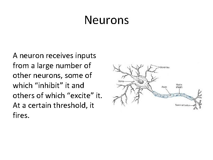 Neurons A neuron receives inputs from a large number of other neurons, some of