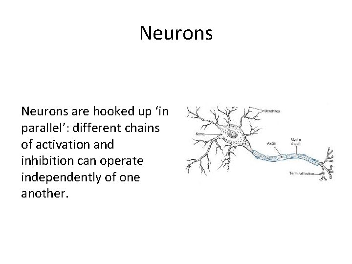 Neurons are hooked up ‘in parallel’: different chains of activation and inhibition can operate