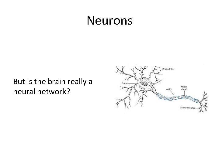 Neurons But is the brain really a neural network? 