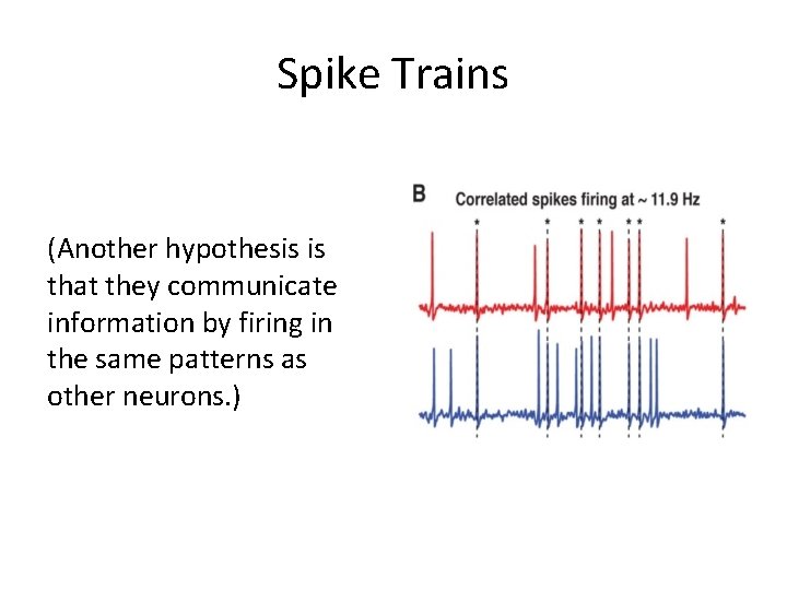 Spike Trains (Another hypothesis is that they communicate information by firing in the same