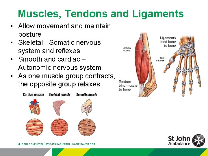 Muscles, Tendons and Ligaments • Allow movement and maintain posture • Skeletal - Somatic