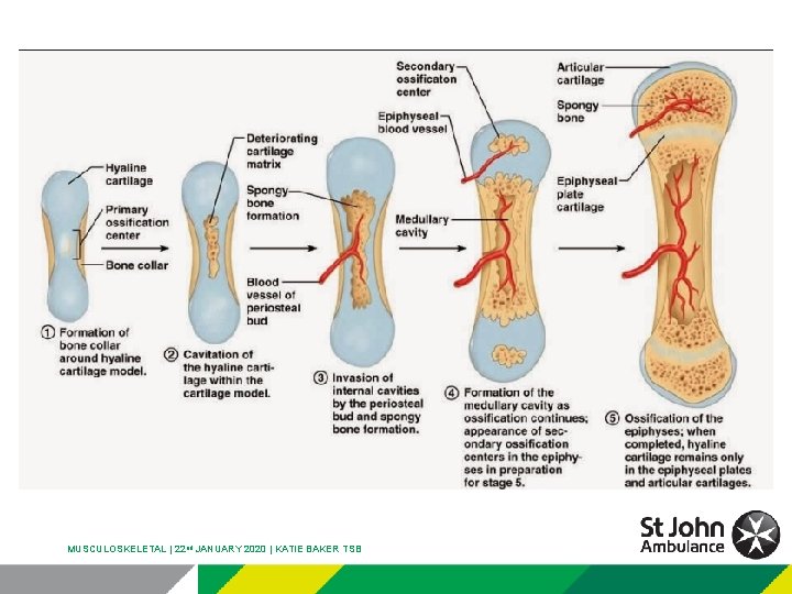 MUSCULOSKELETAL | 22 nd JANUARY 2020 | KATIE BAKER TSB 