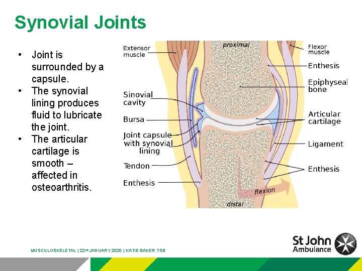 Synovial Joints • Joint is surrounded by a capsule. • The synovial lining produces