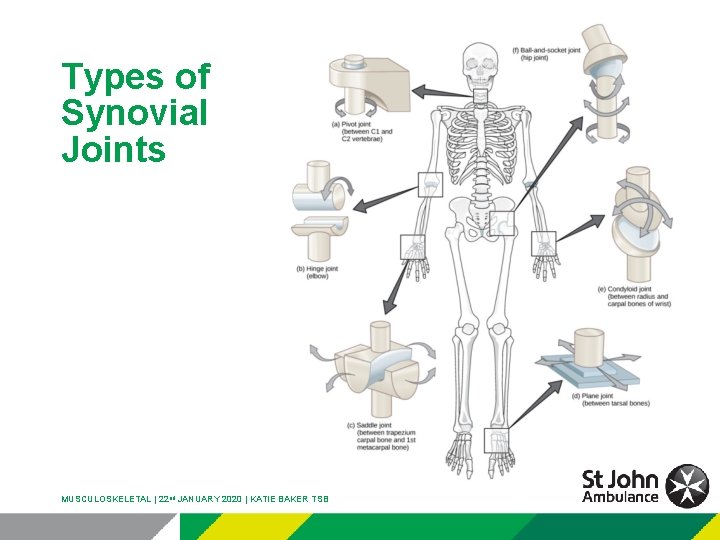Types of Synovial Joints MUSCULOSKELETAL | 22 nd JANUARY 2020 | KATIE BAKER TSB