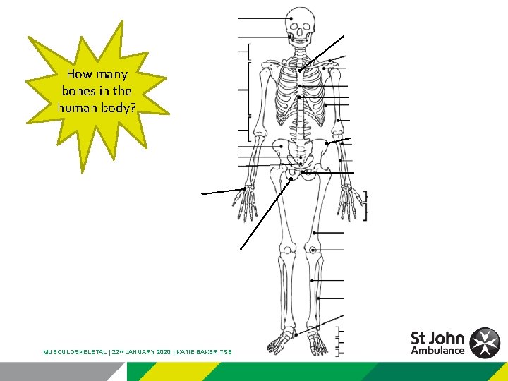 Manubrium How many bones in the human body? Xiphoid process Ilium Pubis Scaphoid Ischium