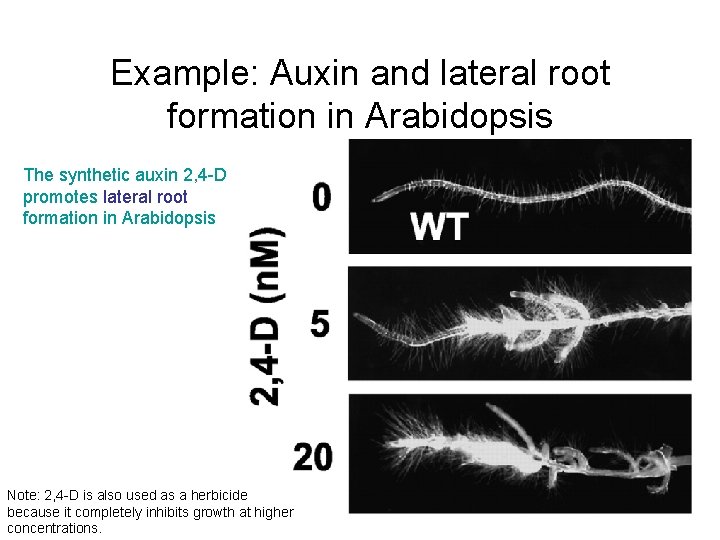 Example: Auxin and lateral root formation in Arabidopsis The synthetic auxin 2, 4 -D