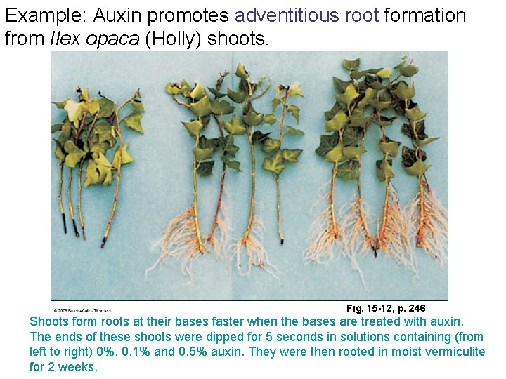 Example: Auxin promotes adventitious root formation from Ilex opaca (Holly) shoots. Fig. 15 -12,