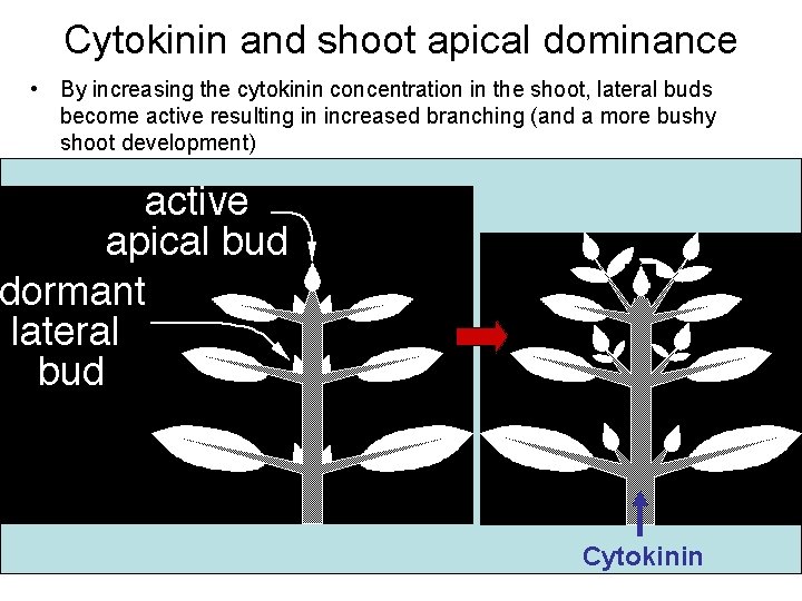 Cytokinin and shoot apical dominance • By increasing the cytokinin concentration in the shoot,