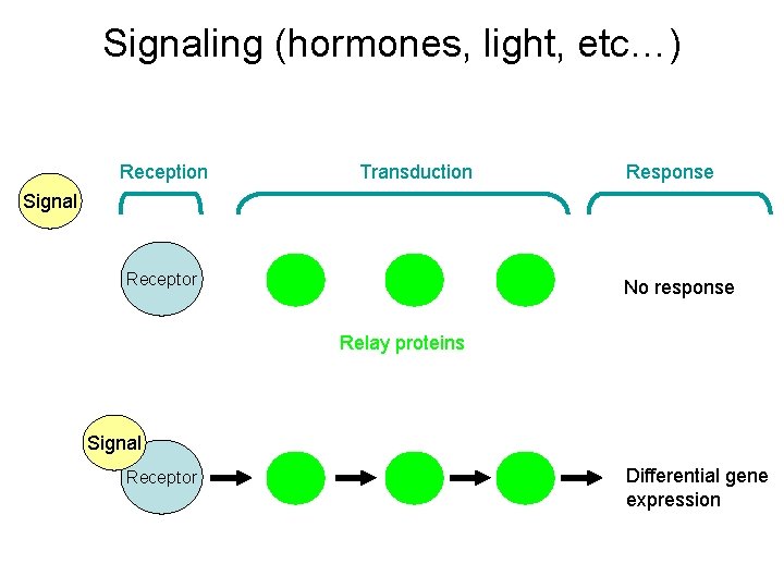 Signaling (hormones, light, etc…) Reception Transduction Response Signal Receptor No response Relay proteins Signal