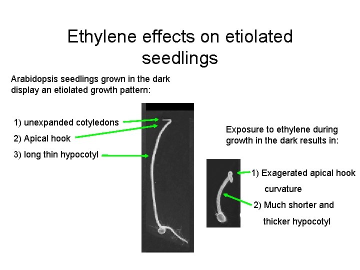 Ethylene effects on etiolated seedlings Arabidopsis seedlings grown in the dark display an etiolated