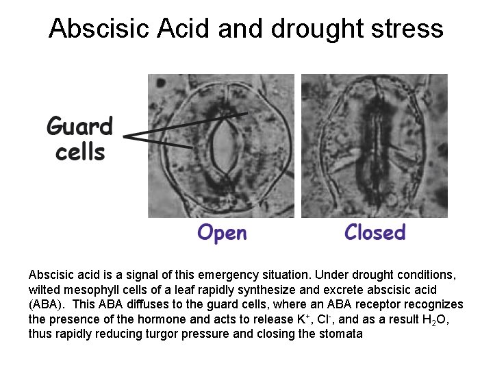 Abscisic Acid and drought stress Abscisic acid is a signal of this emergency situation.